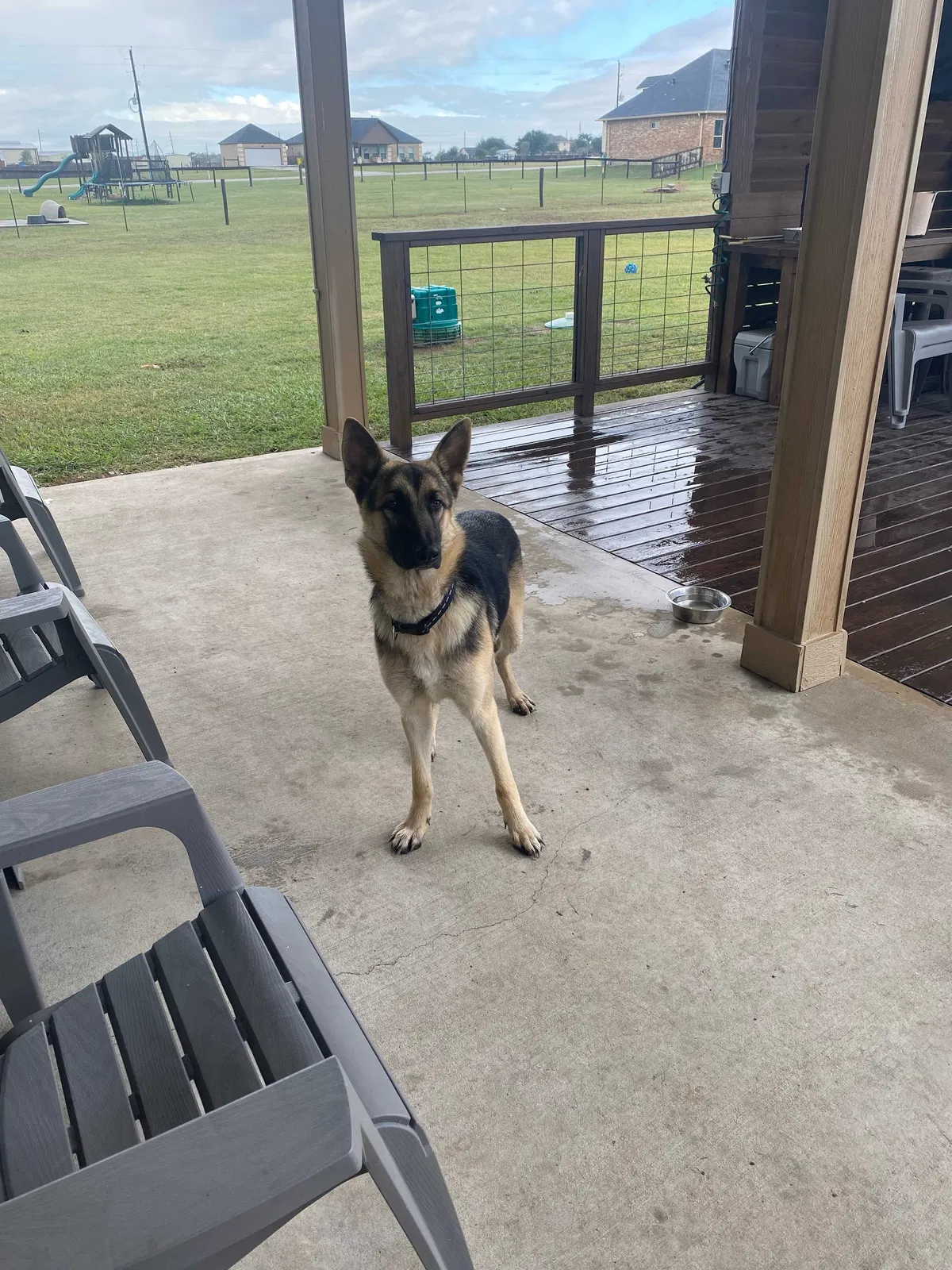 Found dog in Sealy, TX, 77474