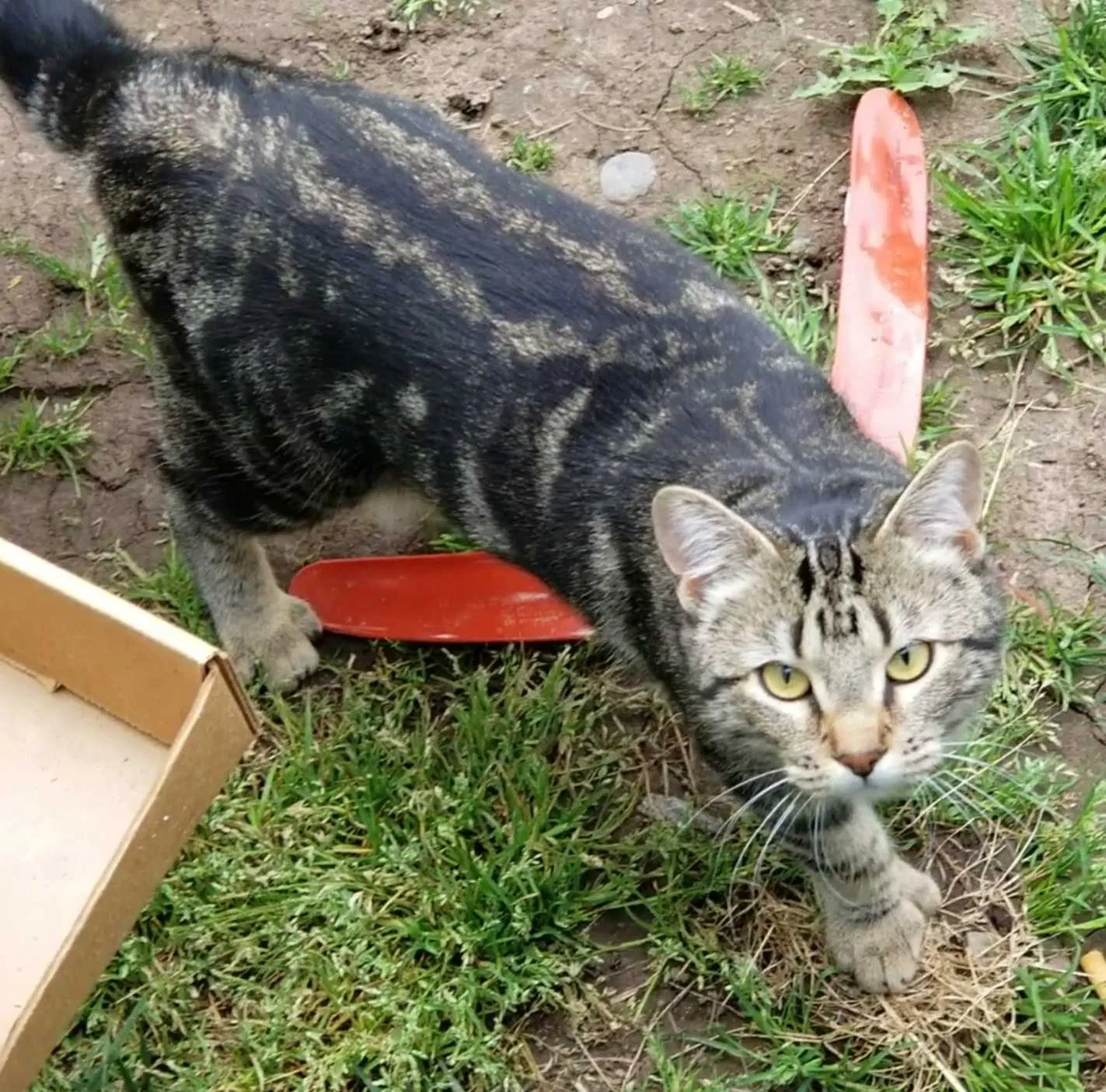 Lost cat in Albany, OR, 97322