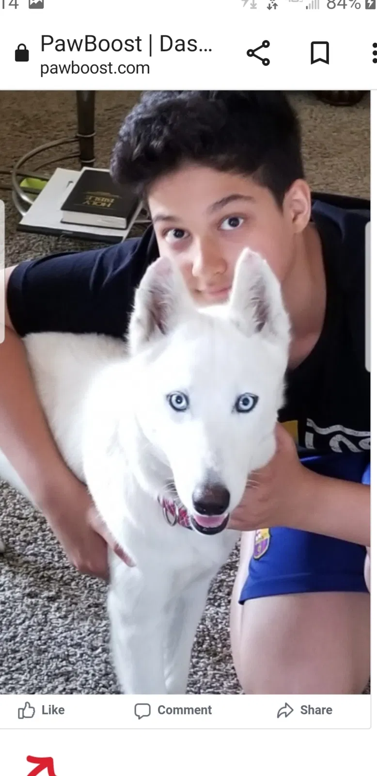 Lost dog in Lake Forest, CA, 92630
