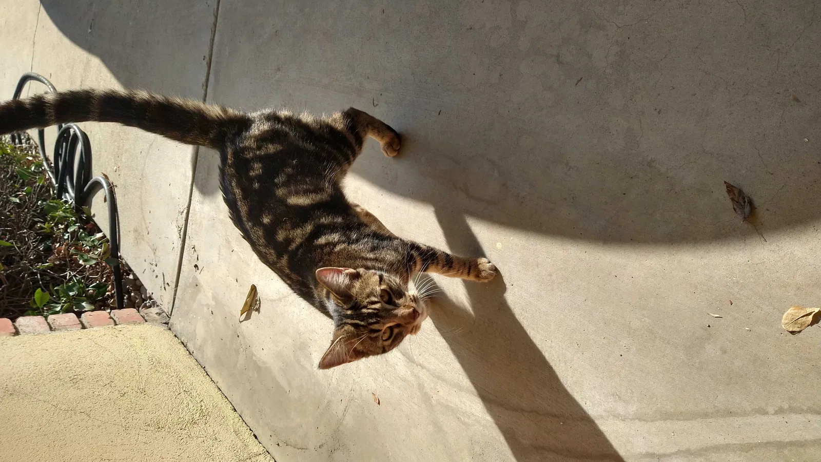 Found cat in Visalia, CA, 93277