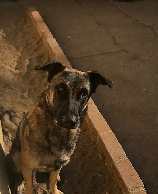 Lost dog in San Bernardino, CA, 92407