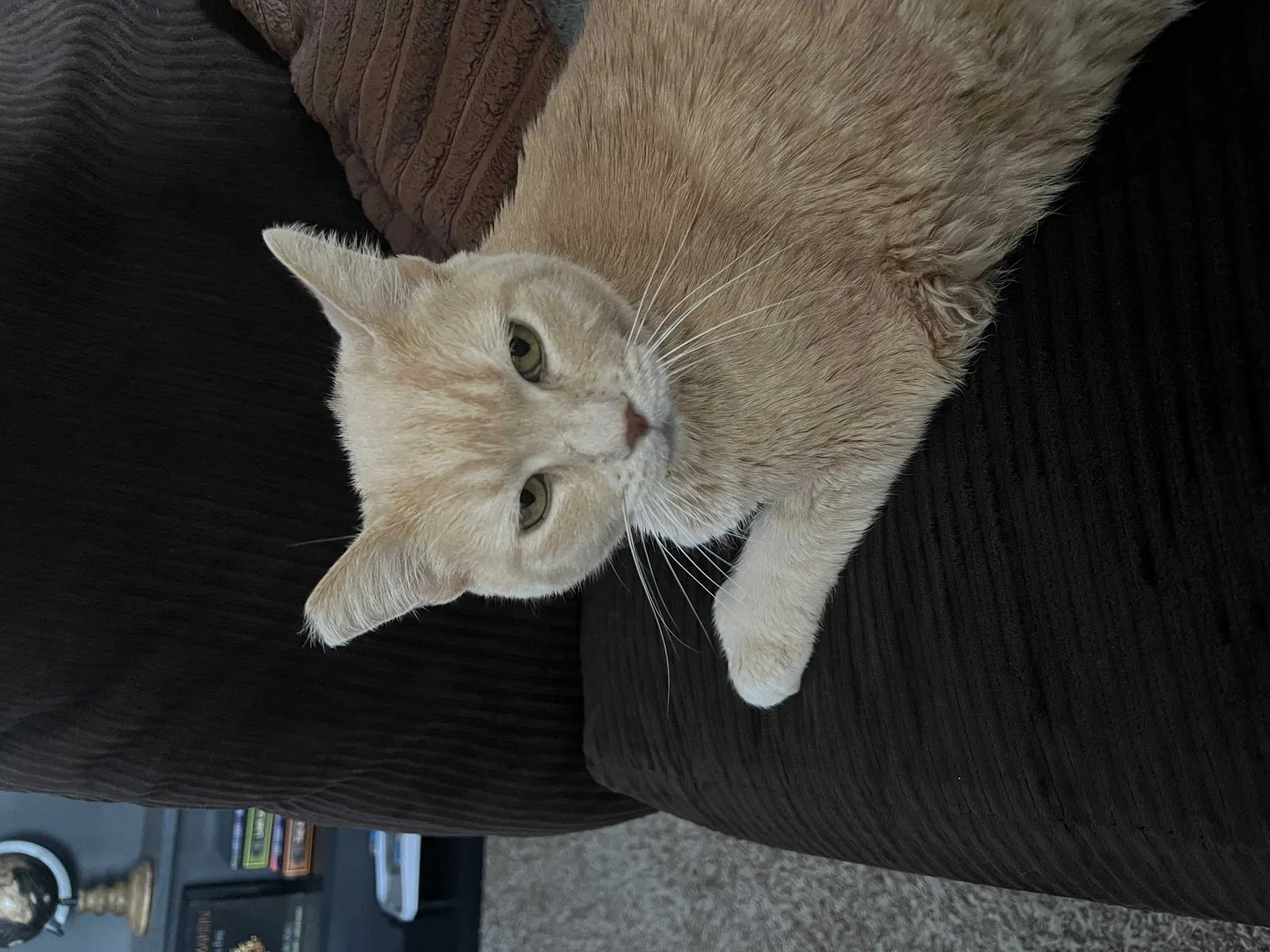 Lost cat in Henderson, NV, 89014