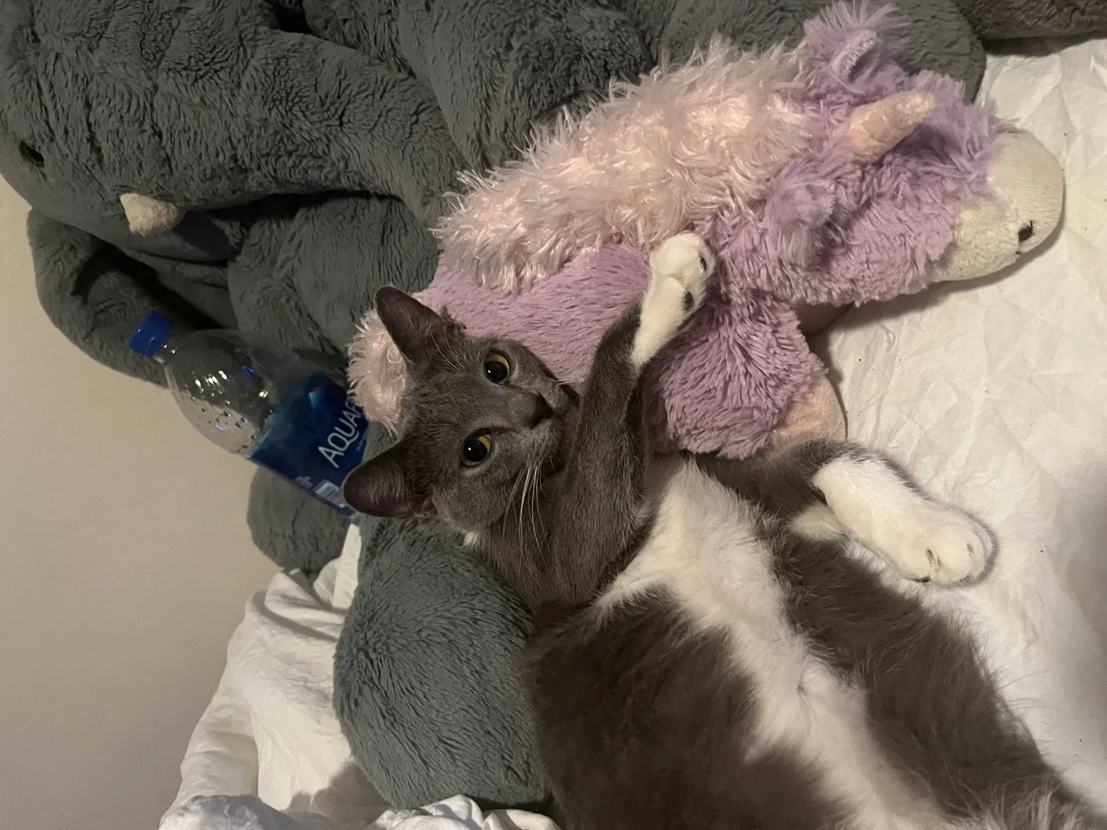 Lost cat in Bakersfield, CA, 93312