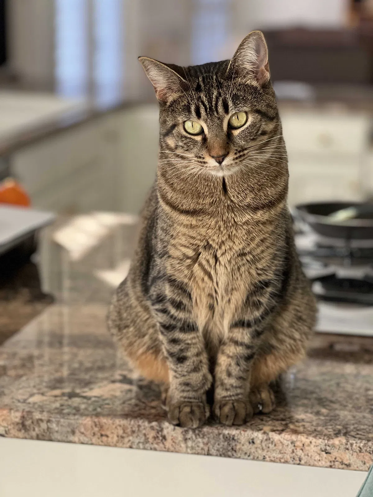Lost cat in Knoxville, TN, 37922