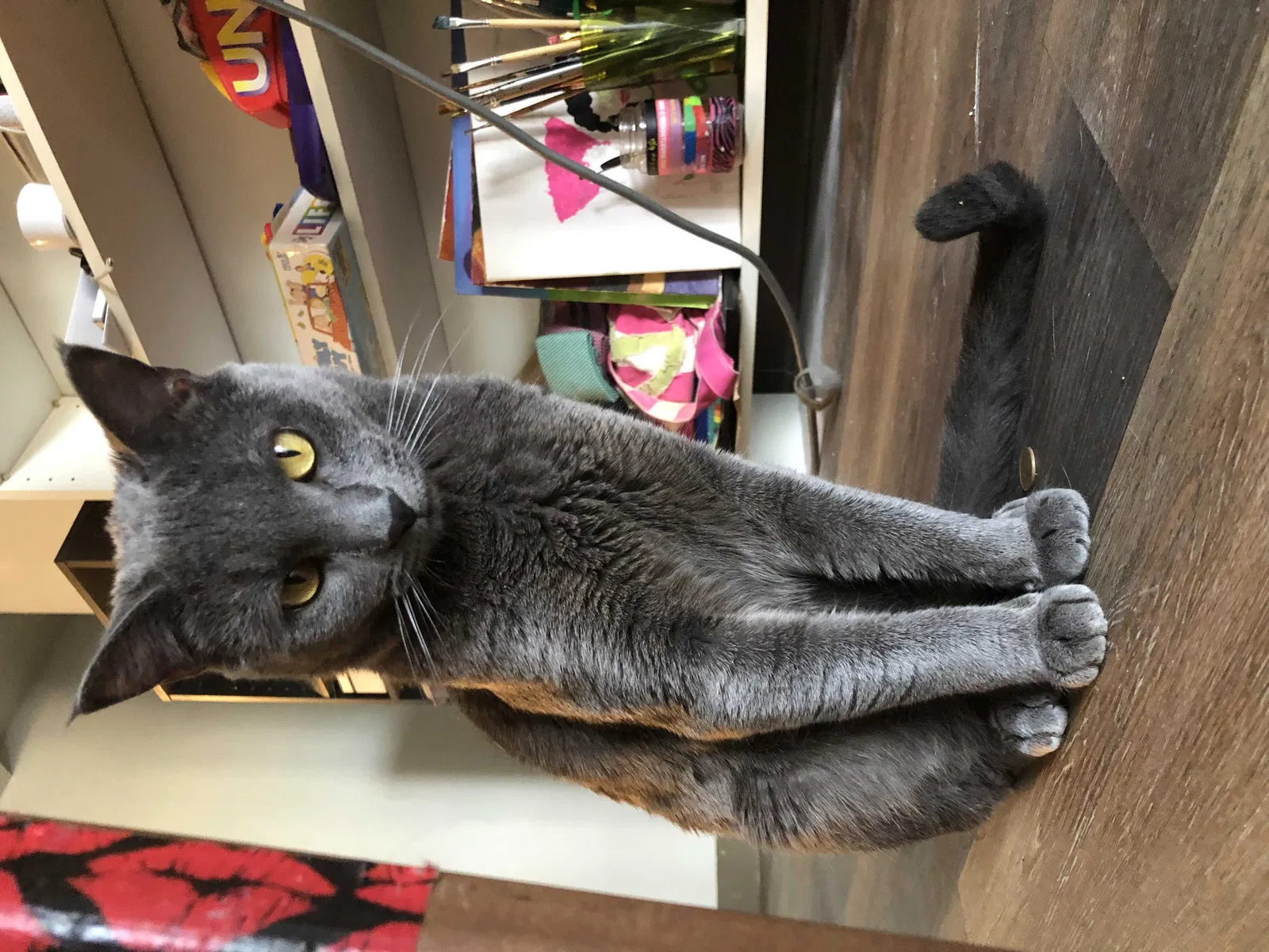 Lost cat in Saint Louis, MO, 63118