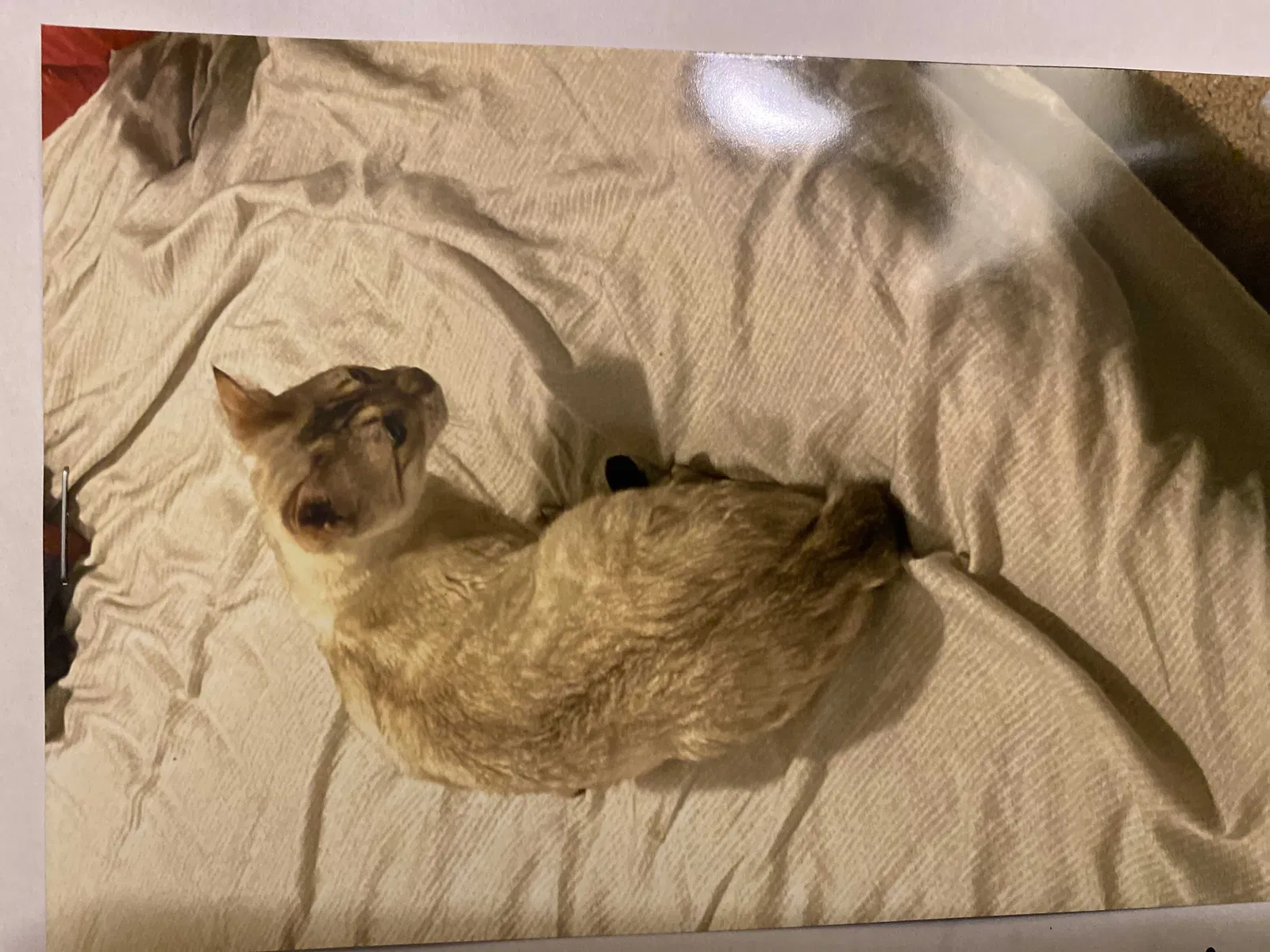 Lost cat in Portland, OR, 97219