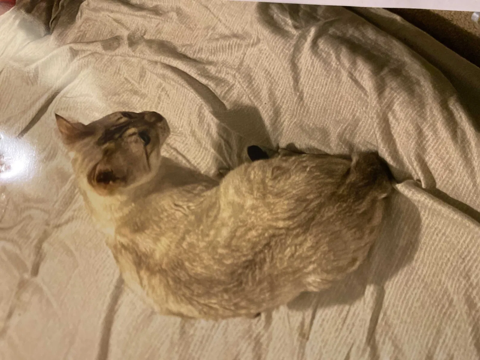 Lost cat in Portland, OR, 97219