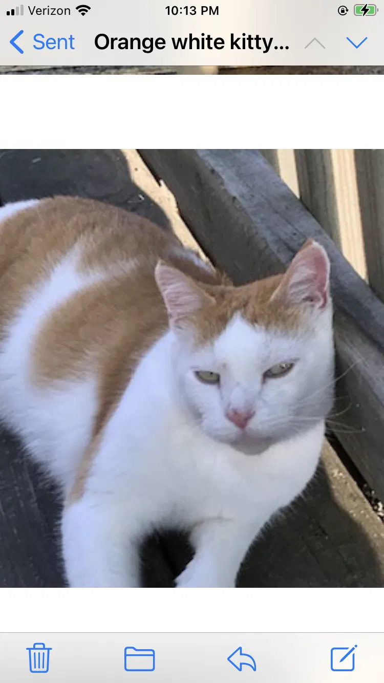 Found cat in Sturbridge, MA, 1566