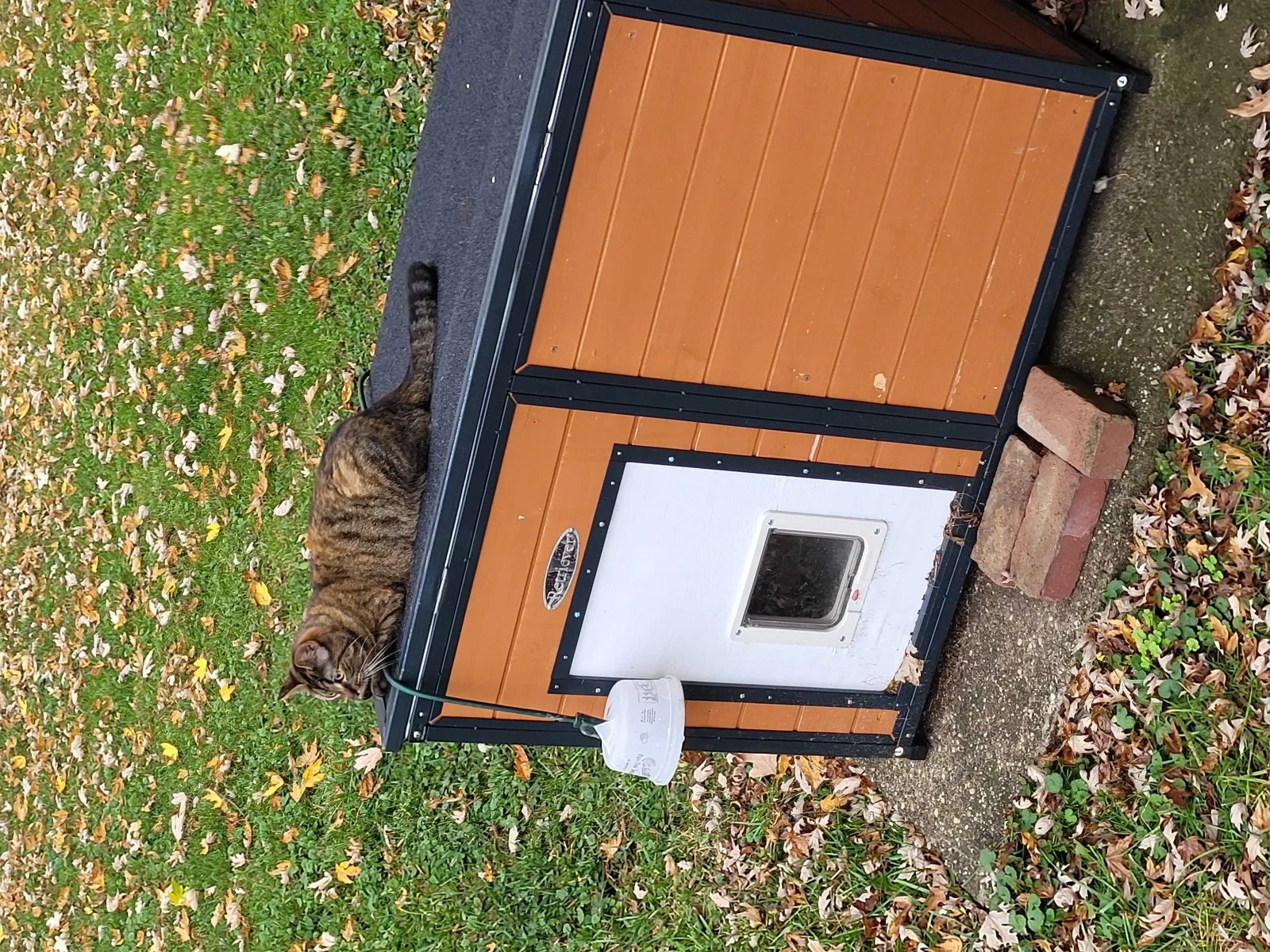Lost cat in Medina, OH, 44256