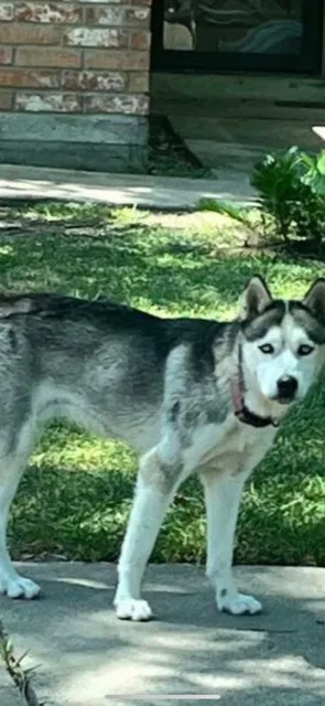 Lost dog in Houston, TX, 77084