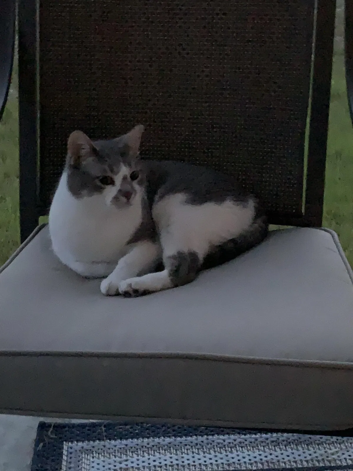 Lost cat in Columbia, MO, 65201