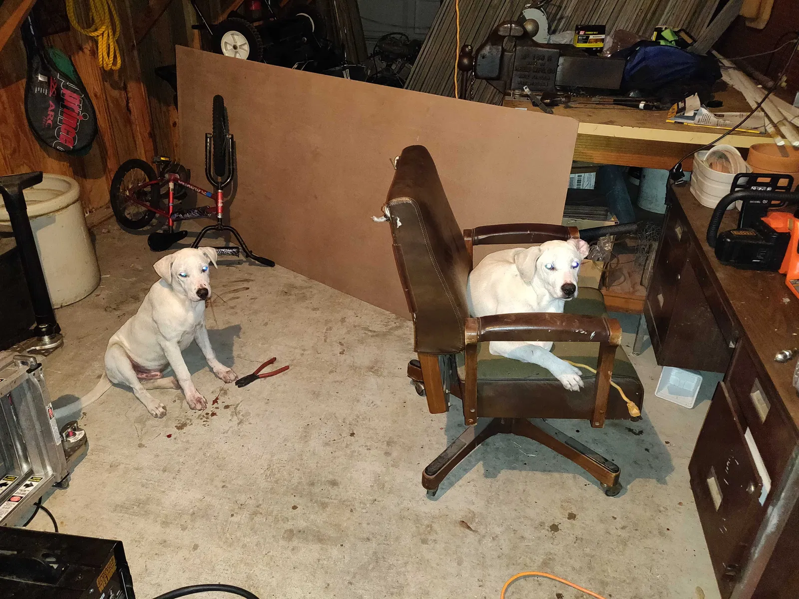 Lost dog in Beeville, TX, 78102
