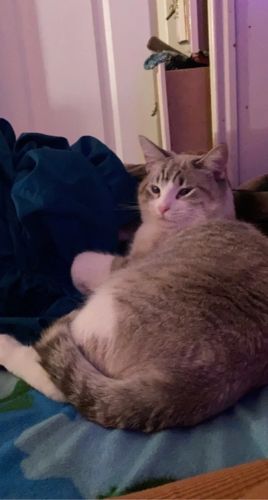 Lost cat in Glendale, AZ, 85304