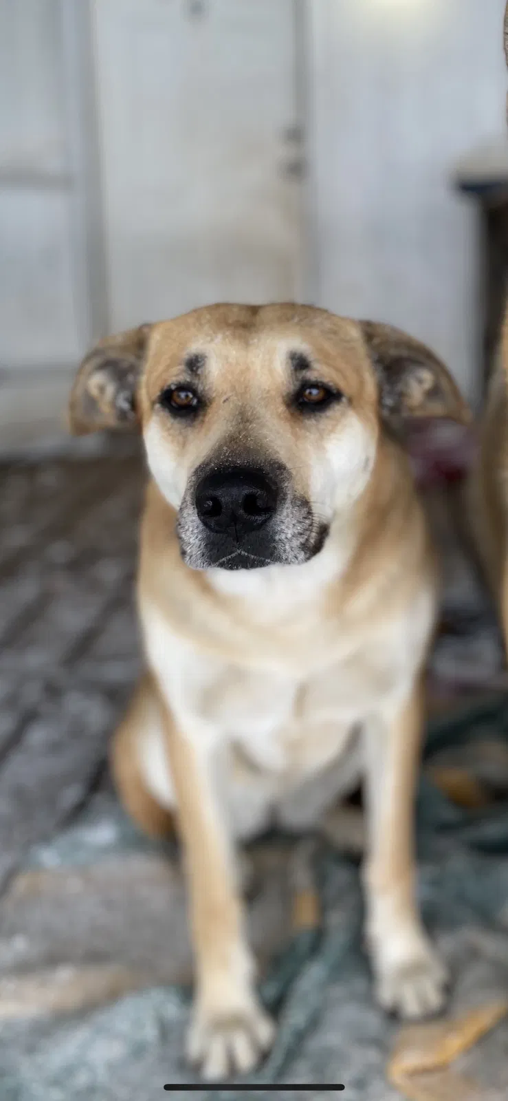 Lost dog in Chico, TX, 76431
