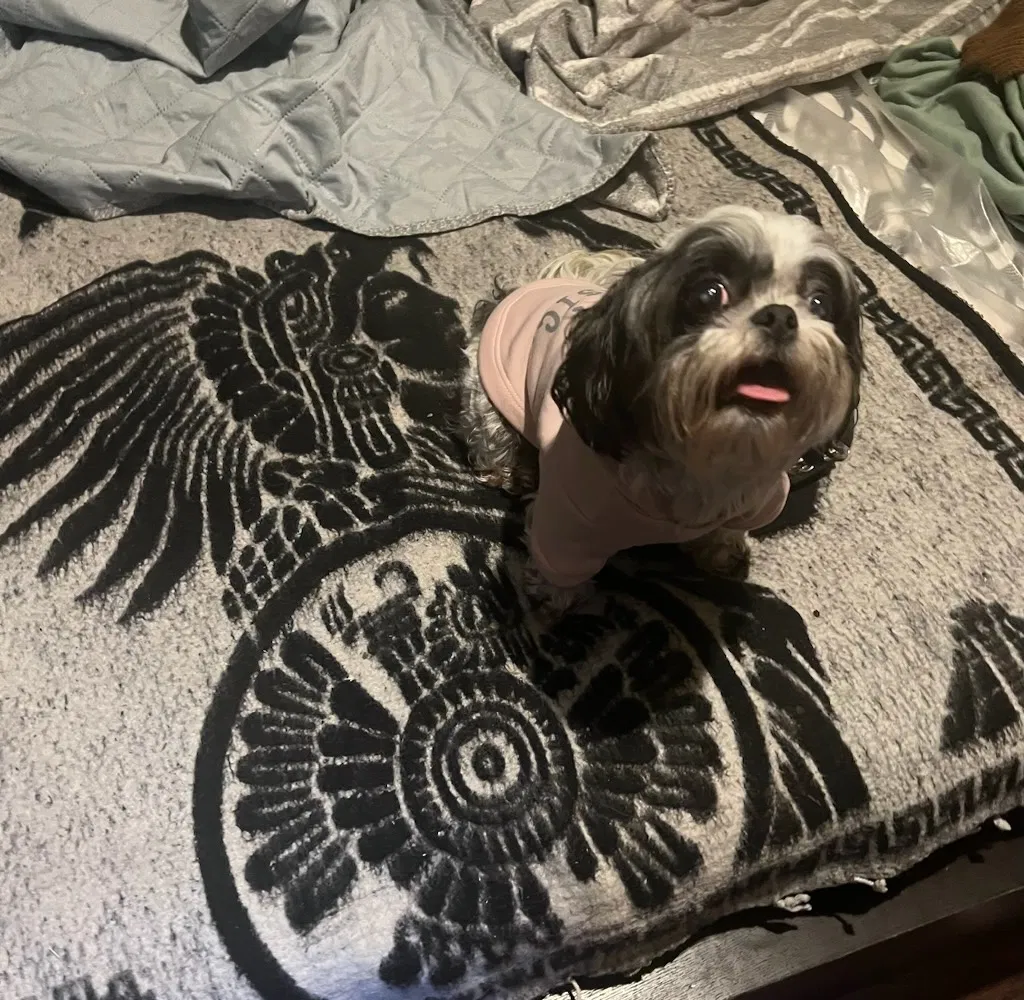 Lost dog in Mesquite, TX, 75149