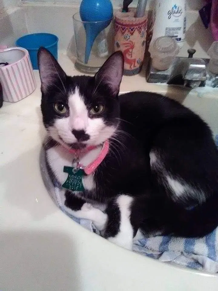 Lost cat in Port Charlotte, FL, 33952