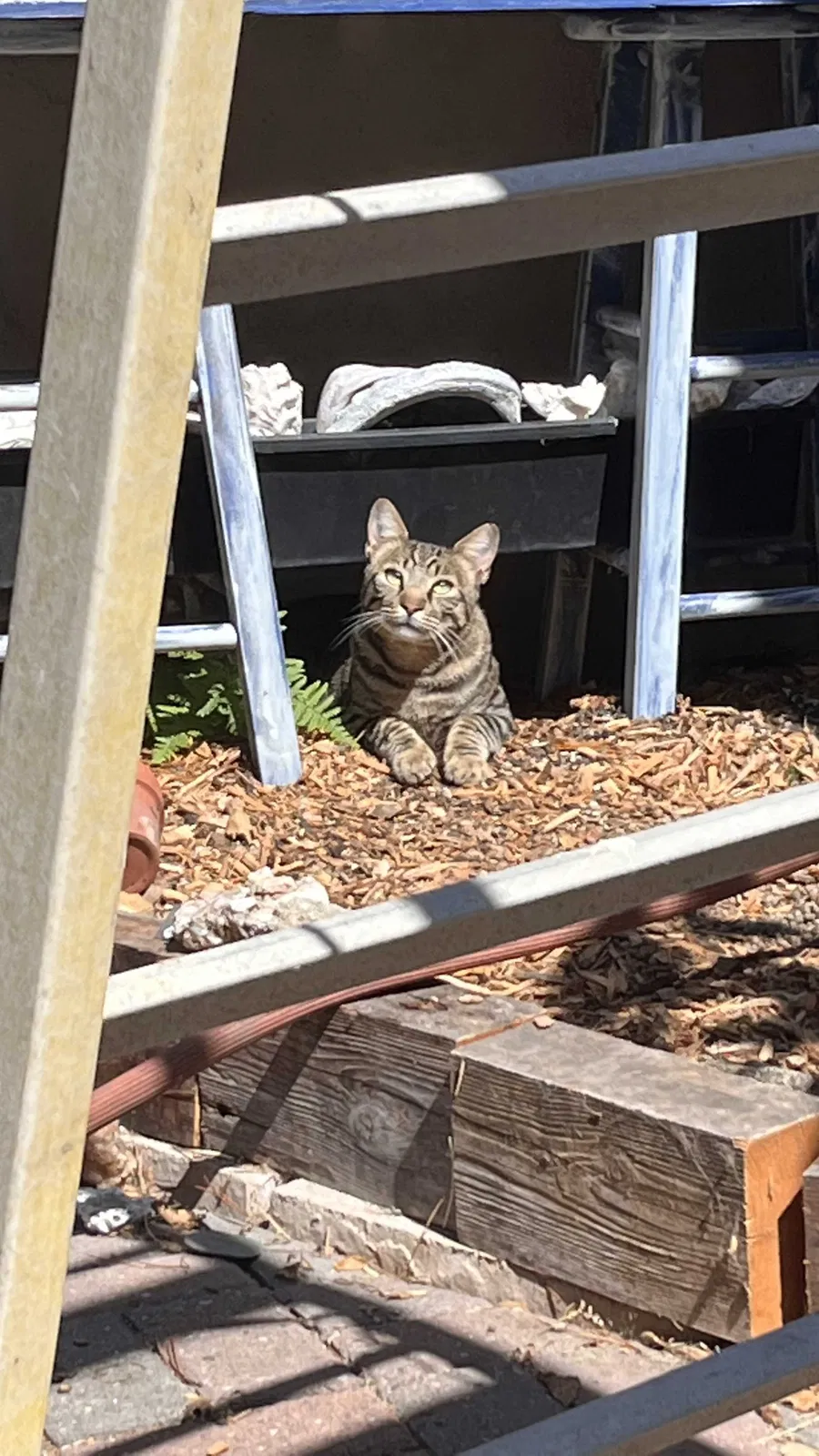 Lost cat in Monterey, CA, 93940