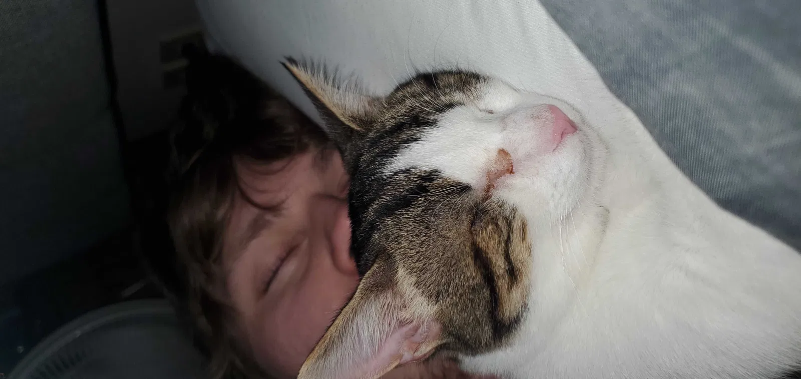 Lost cat in Lorain, OH, 44053