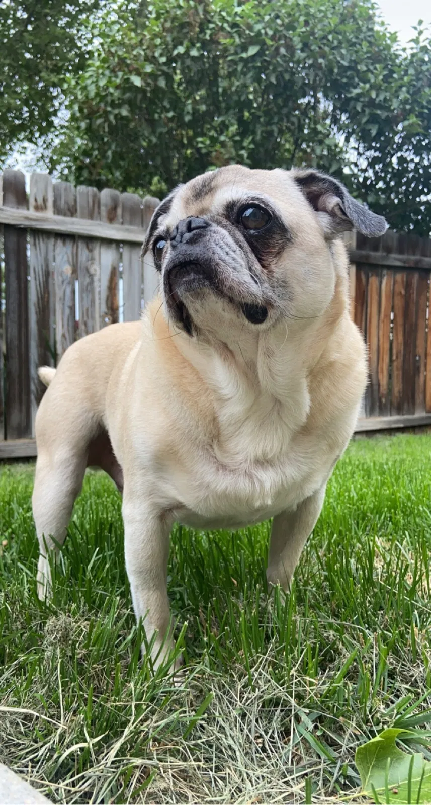 Lost dog in Boise, ID, 83706