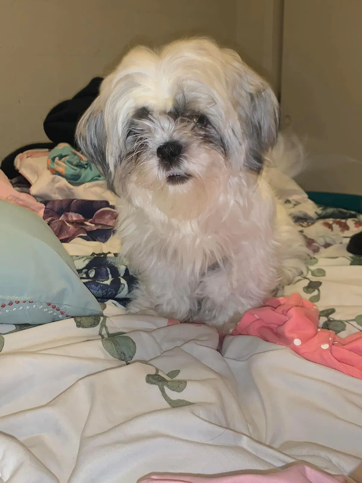 Lost dog in El Paso, TX, 79927