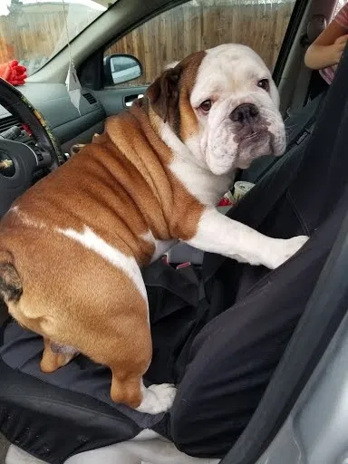 Lost dog in Tacoma, WA, 98403