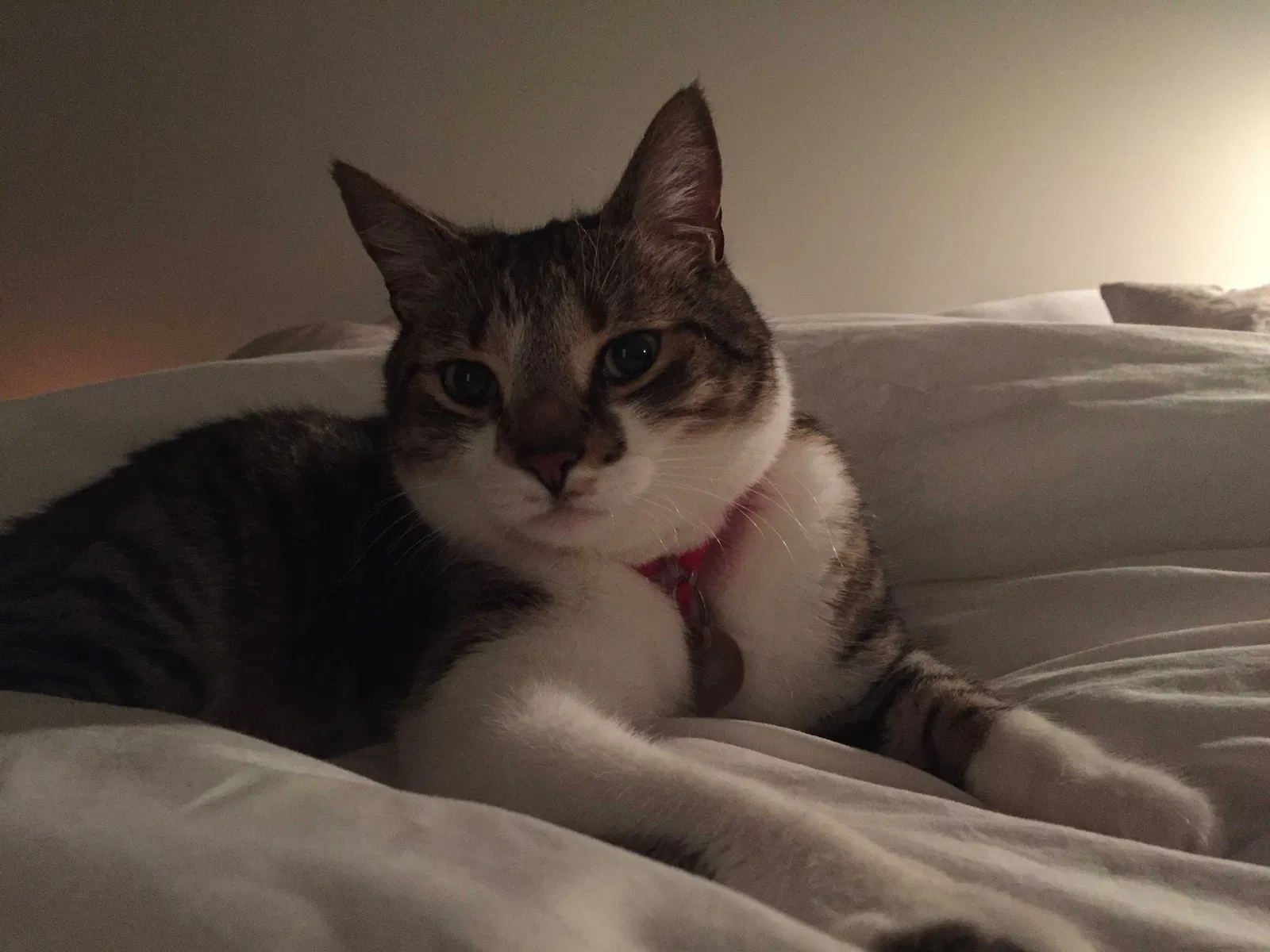 Lost cat in Woodstock, GA, 30188
