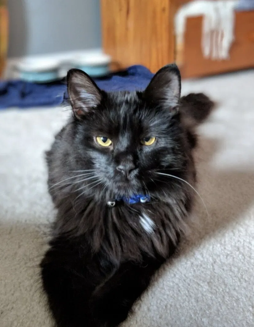 Lost cat in North Royalton, OH, 44133