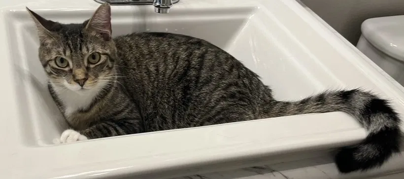 Lost cat in Mckinney, TX, 75070