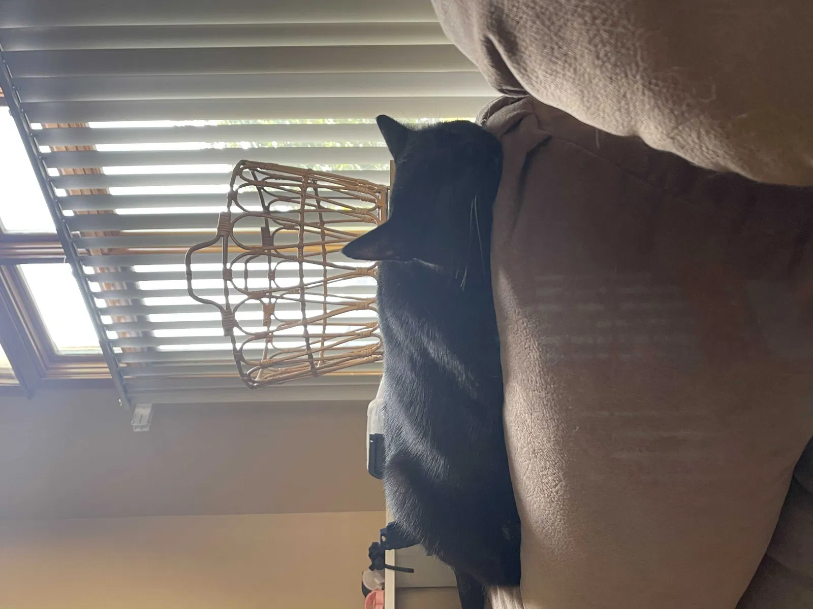 Lost cat in Kansas City, MO, 64153