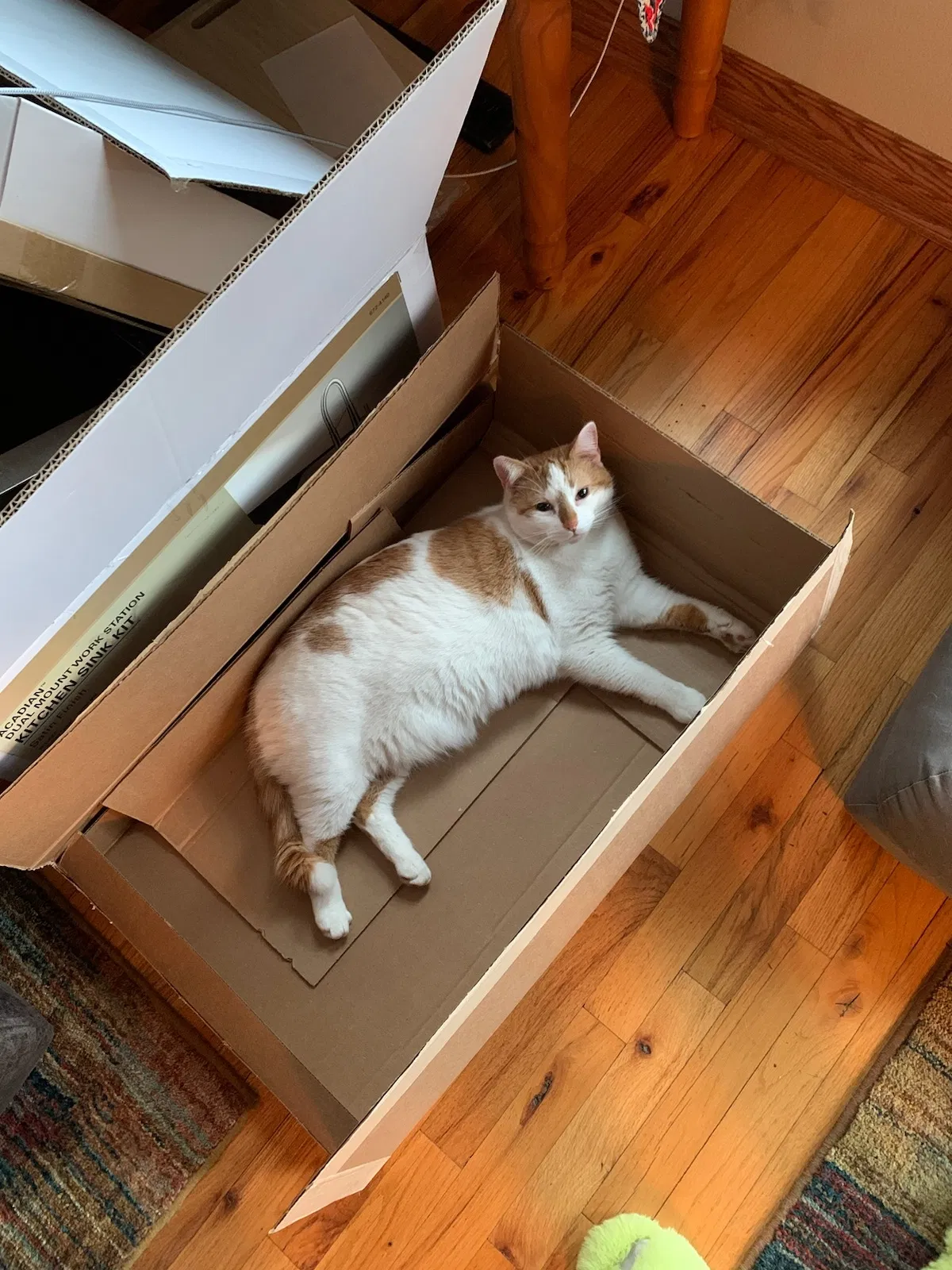 Lost cat in Wyoming, MN, 55092