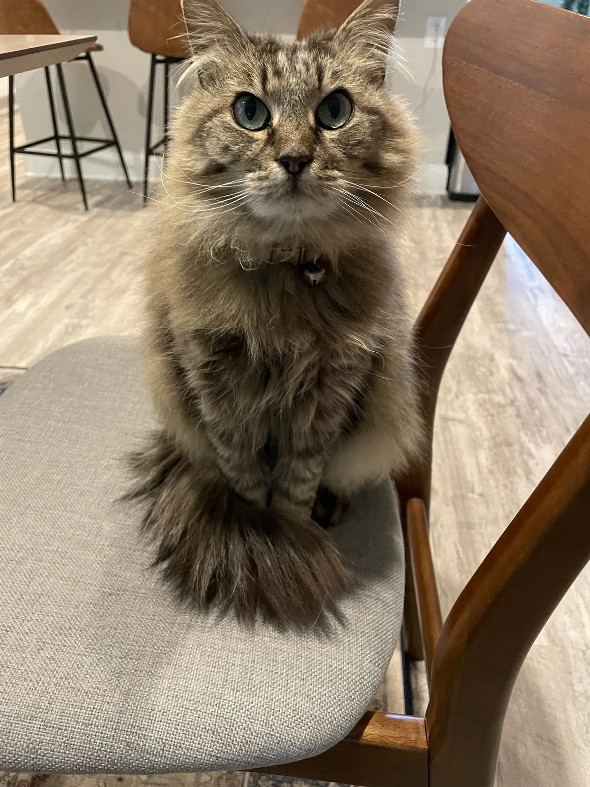 Lost cat in Corpus Christi, TX, 78478