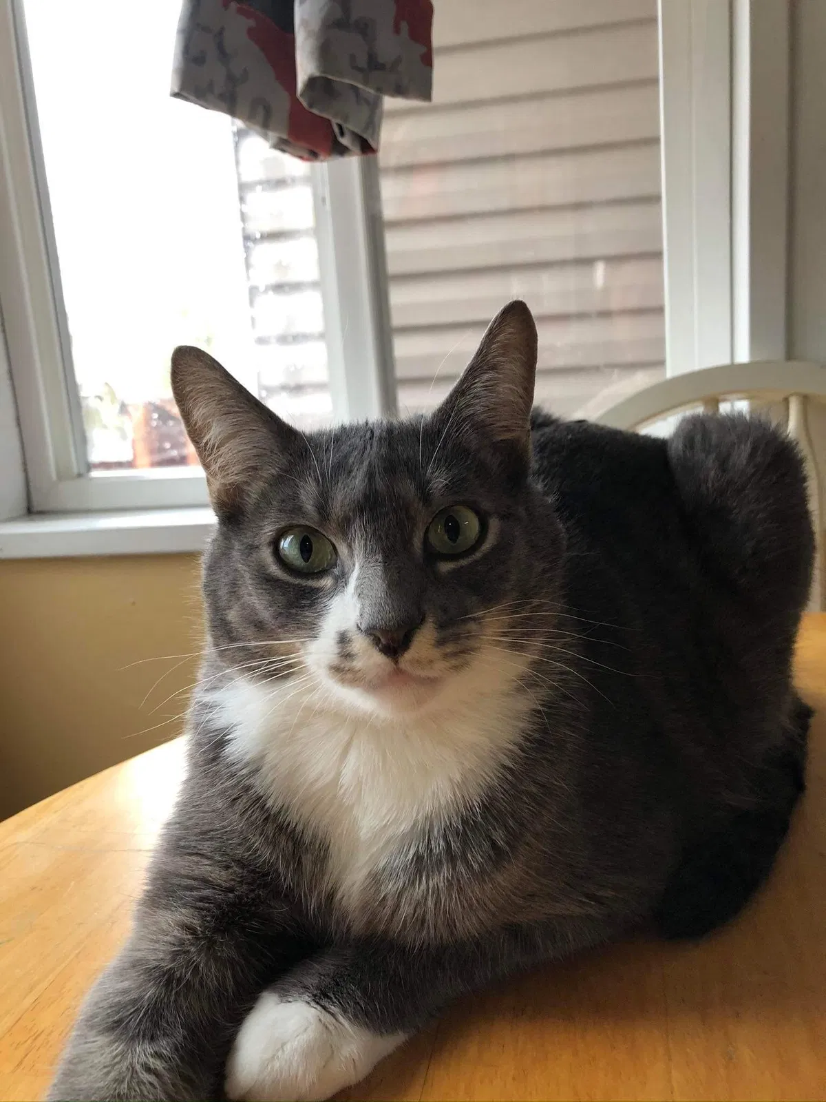 Lost cat in Gresham, OR, 97080