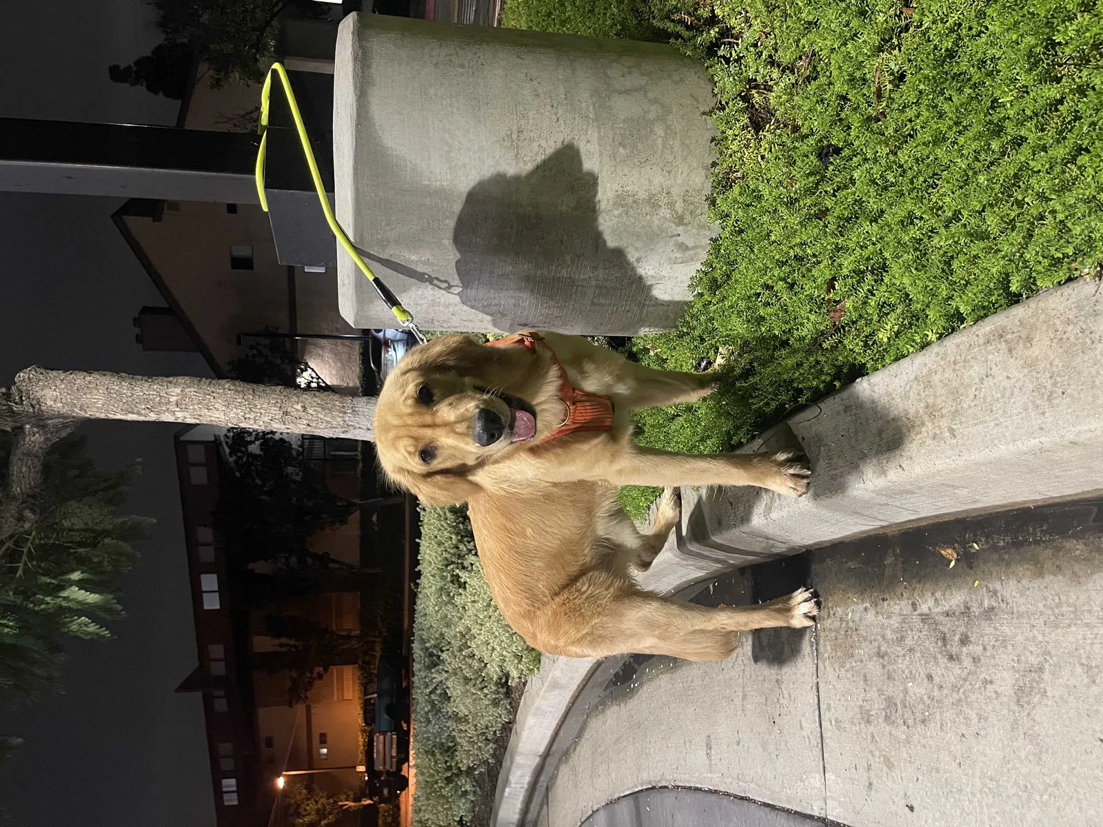 Lost dog in Fontana, CA, 92335