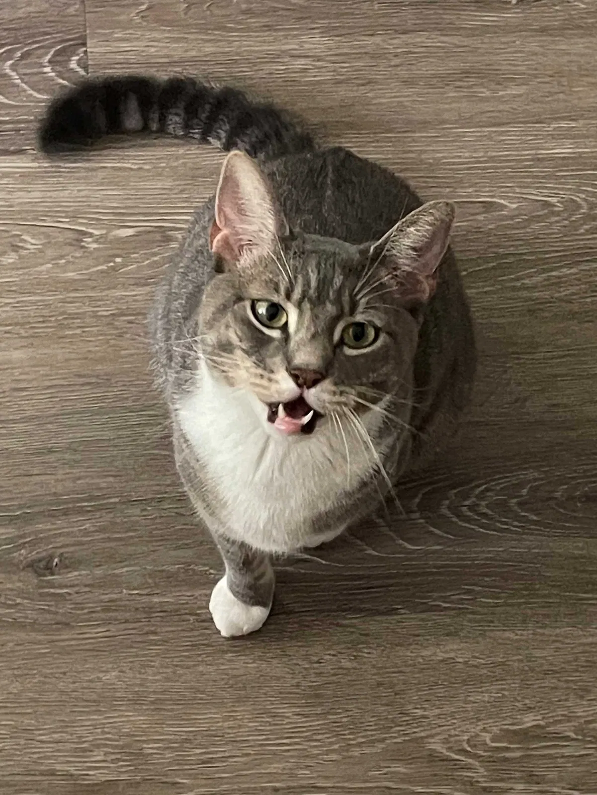 Lost cat in Ballwin, MO, 63021
