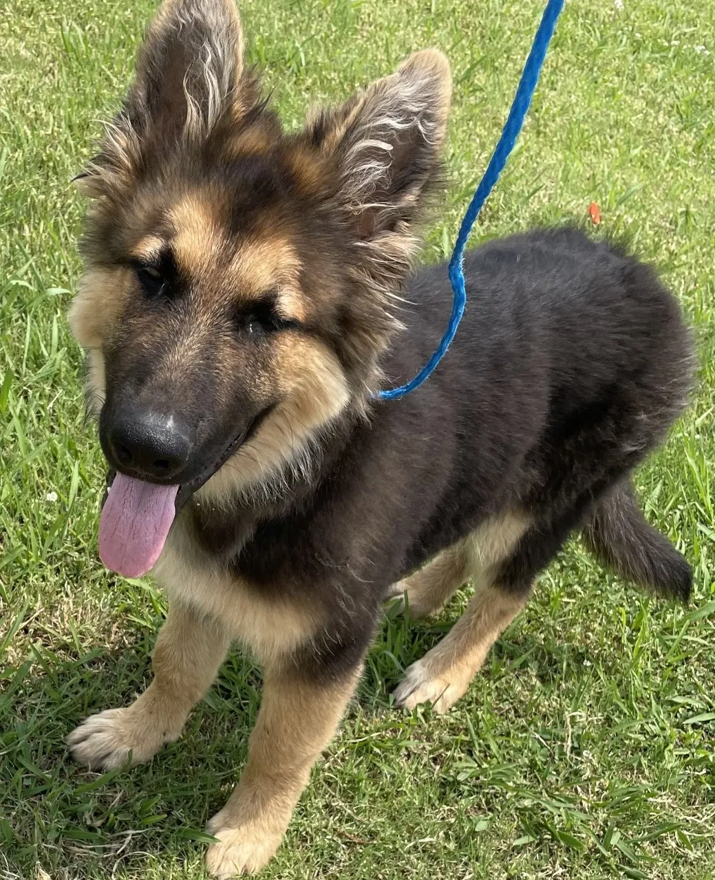 Lost dog in Oklahoma City, OK, 73119