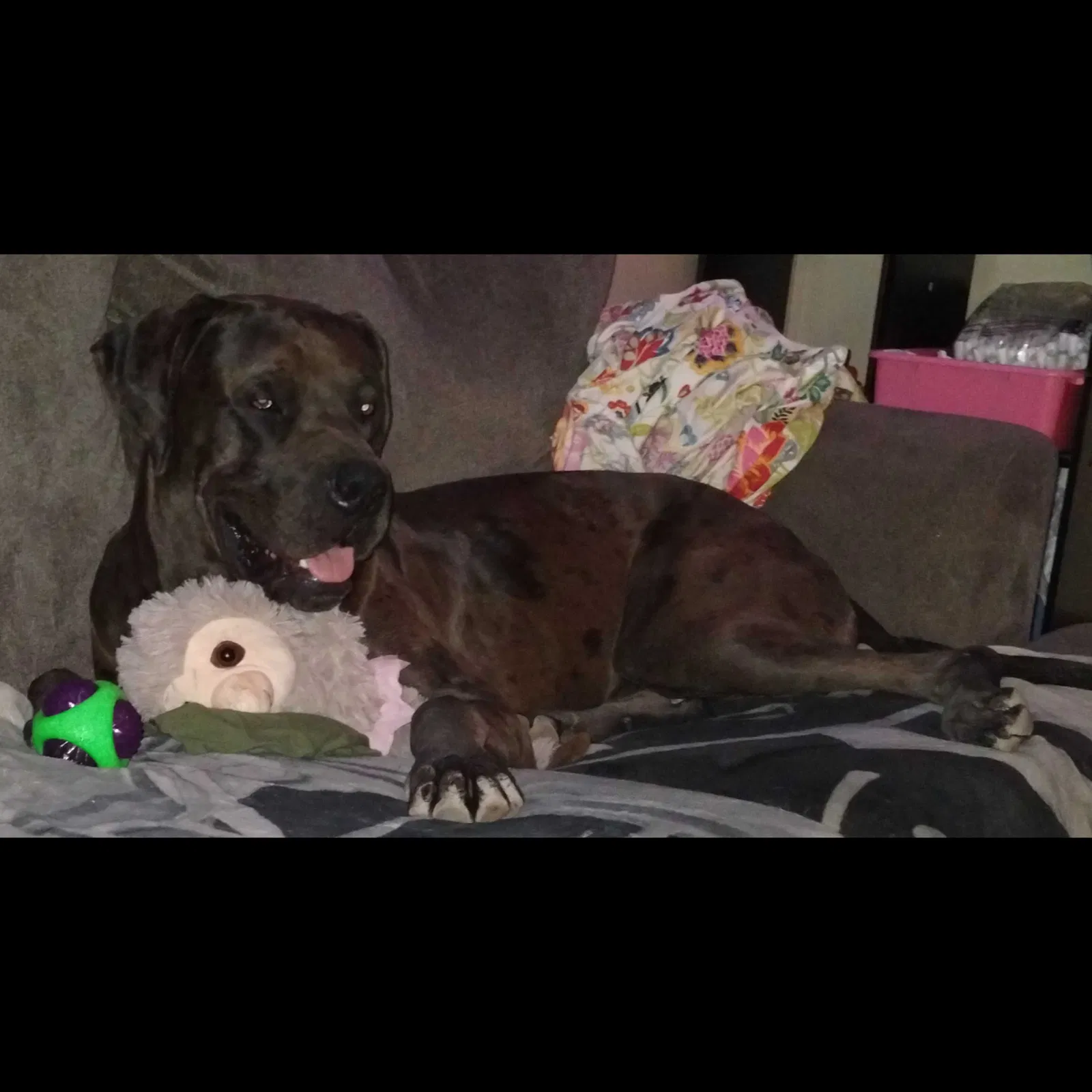 Lost dog in Tucson, AZ, 85756