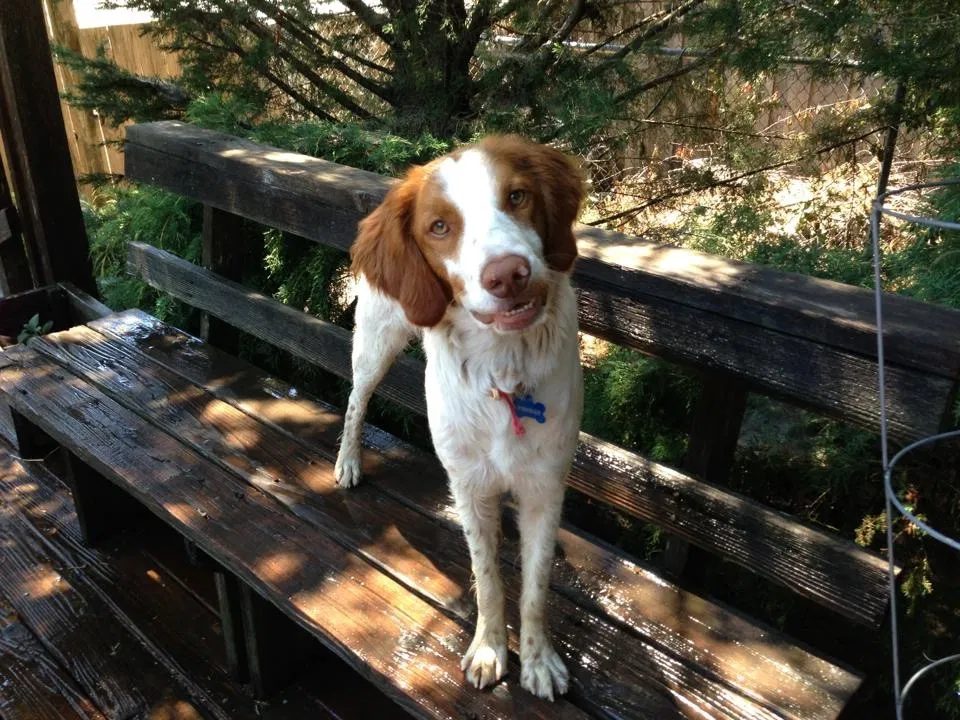 Lost dog in Stockton, CA, 95203