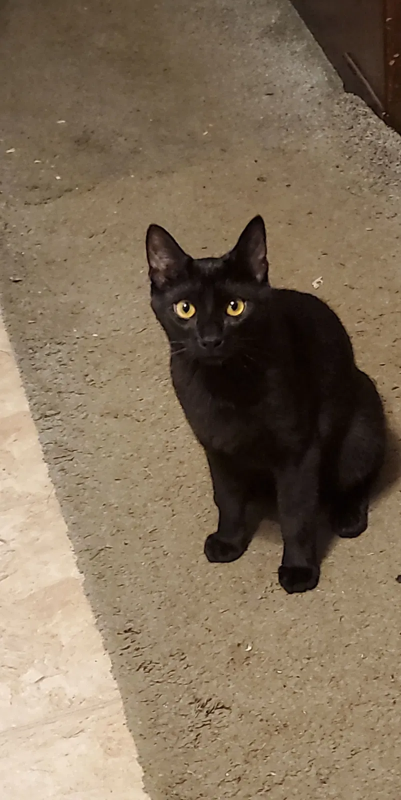 Lost cat in Rochester, NY, 14624