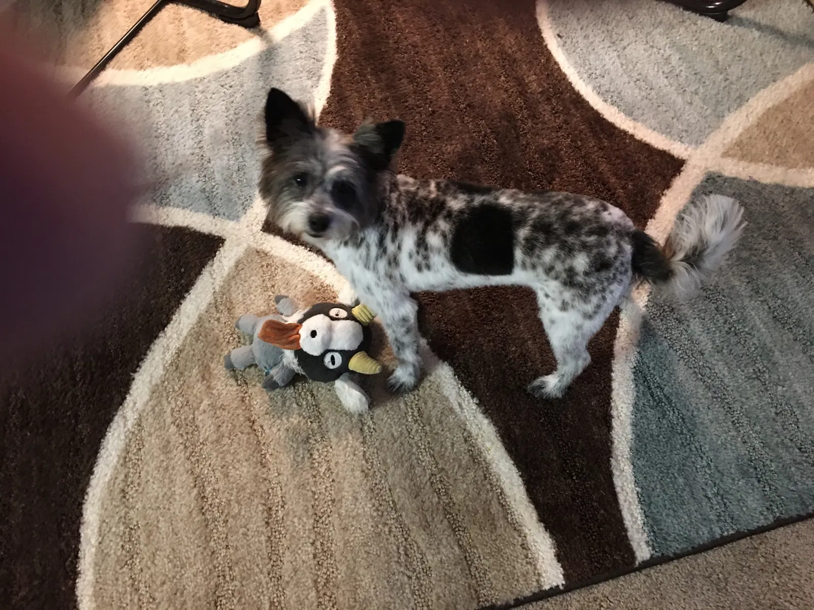 Lost dog in Sugar Land, TX, 77498