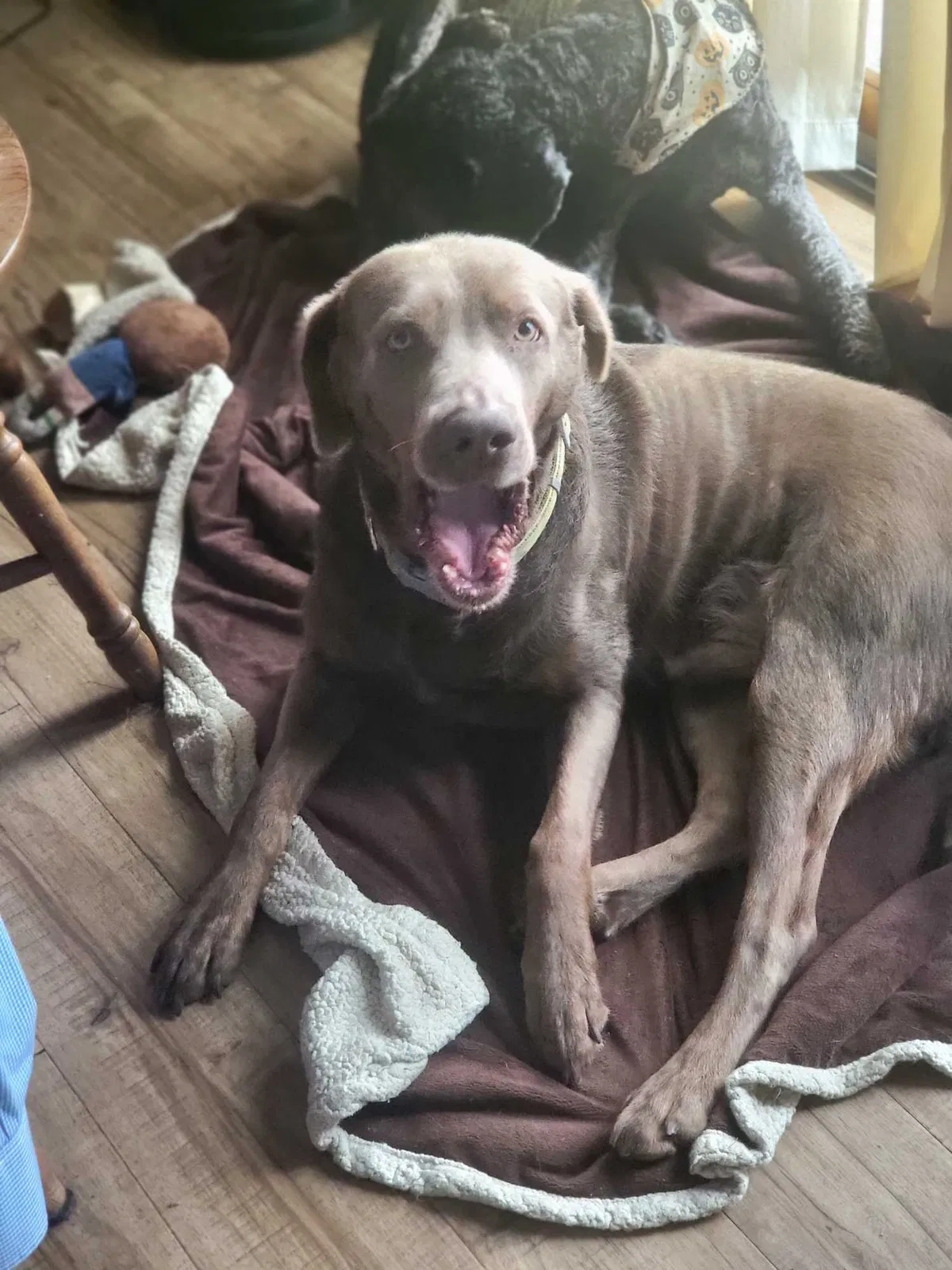 Lost dog in Homer, MI, 49245