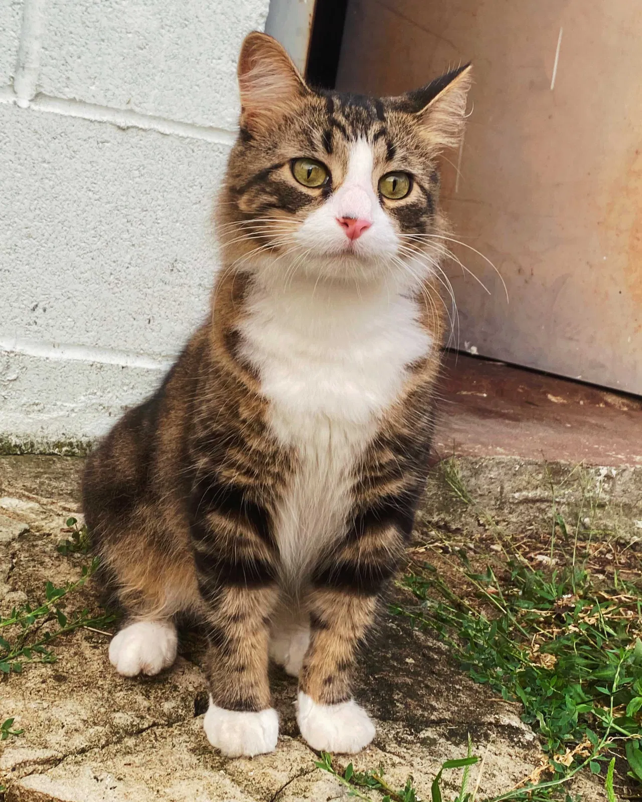 Lost cat in Joliet, IL, 60436