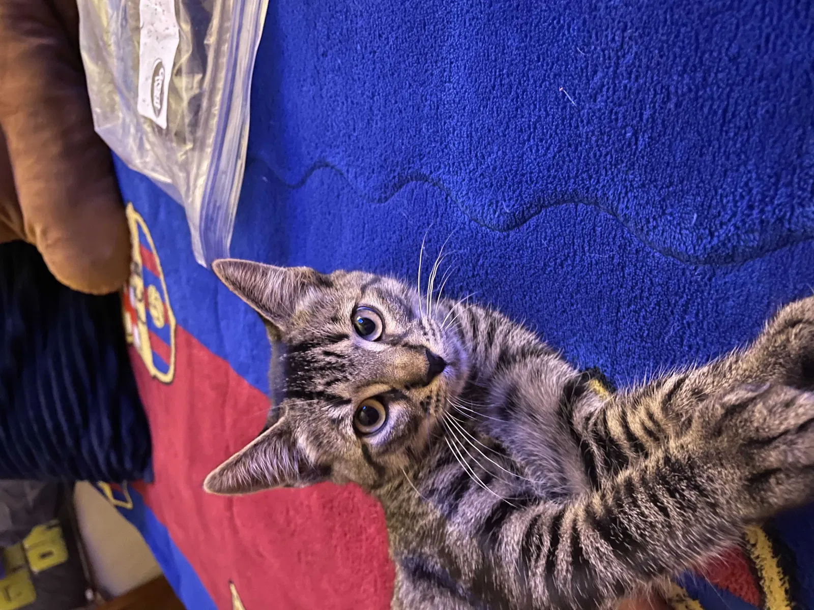 Lost cat in Carrollton, TX, 75007