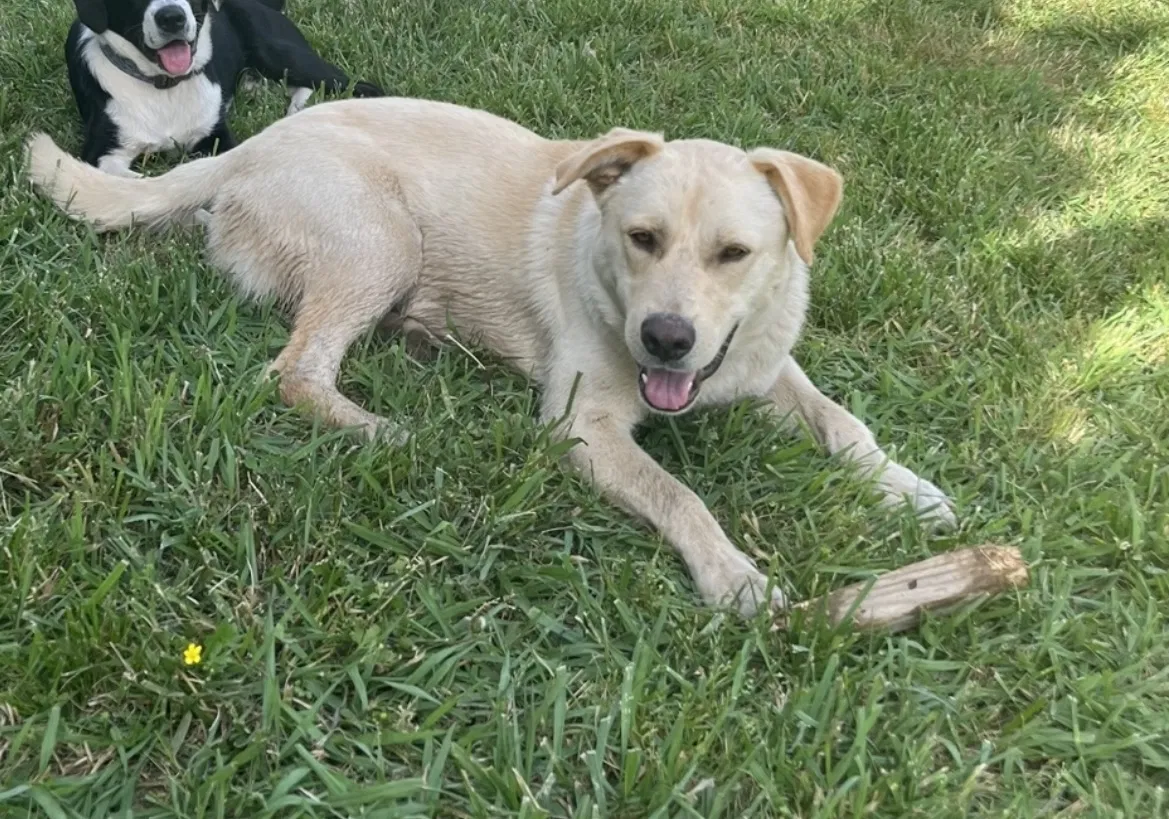 Lost dog in Mocksville, NC, 27028