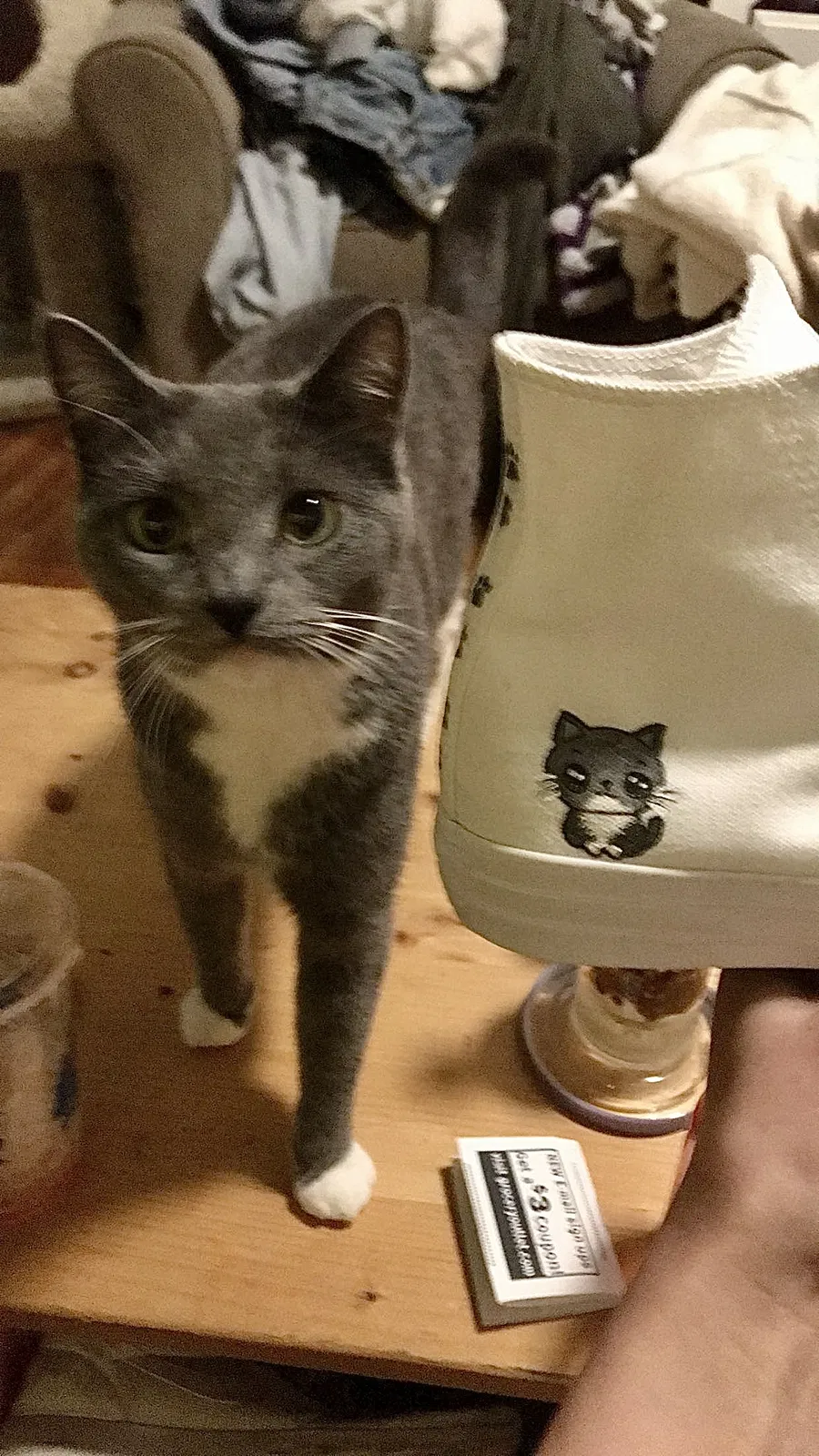 Lost cat in Spokane, WA, 99223