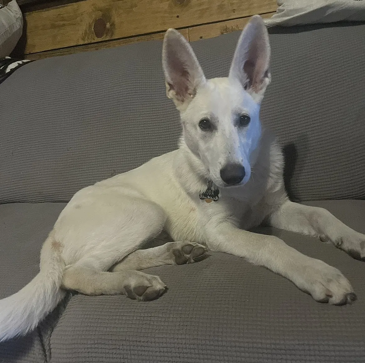 Lost dog in Mocksville, NC, 27028