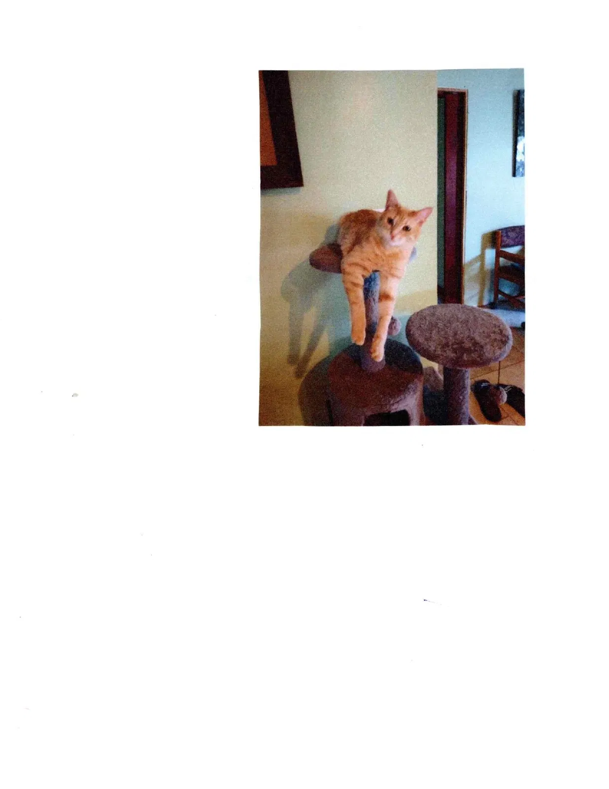 Lost cat in Columbia Station, OH, 44028