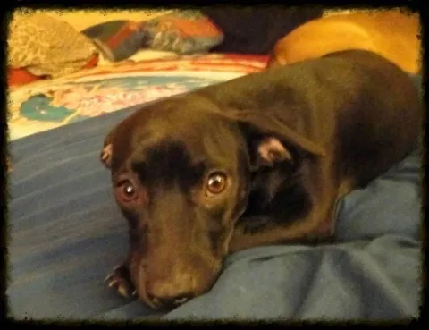 Lost dog in San Antonio, TX, 78213