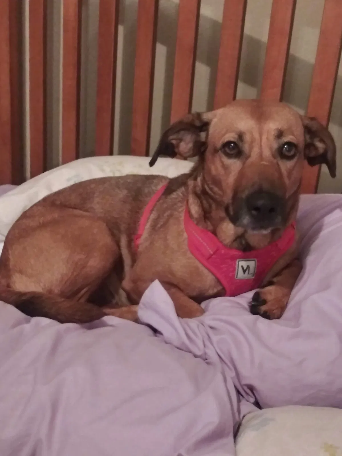 Lost dog in Channelview, TX, 77530