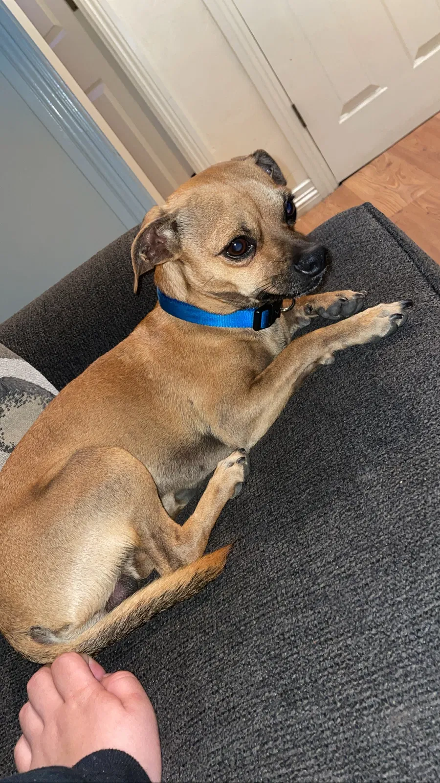 Lost dog in Bell Gardens, CA, 90201