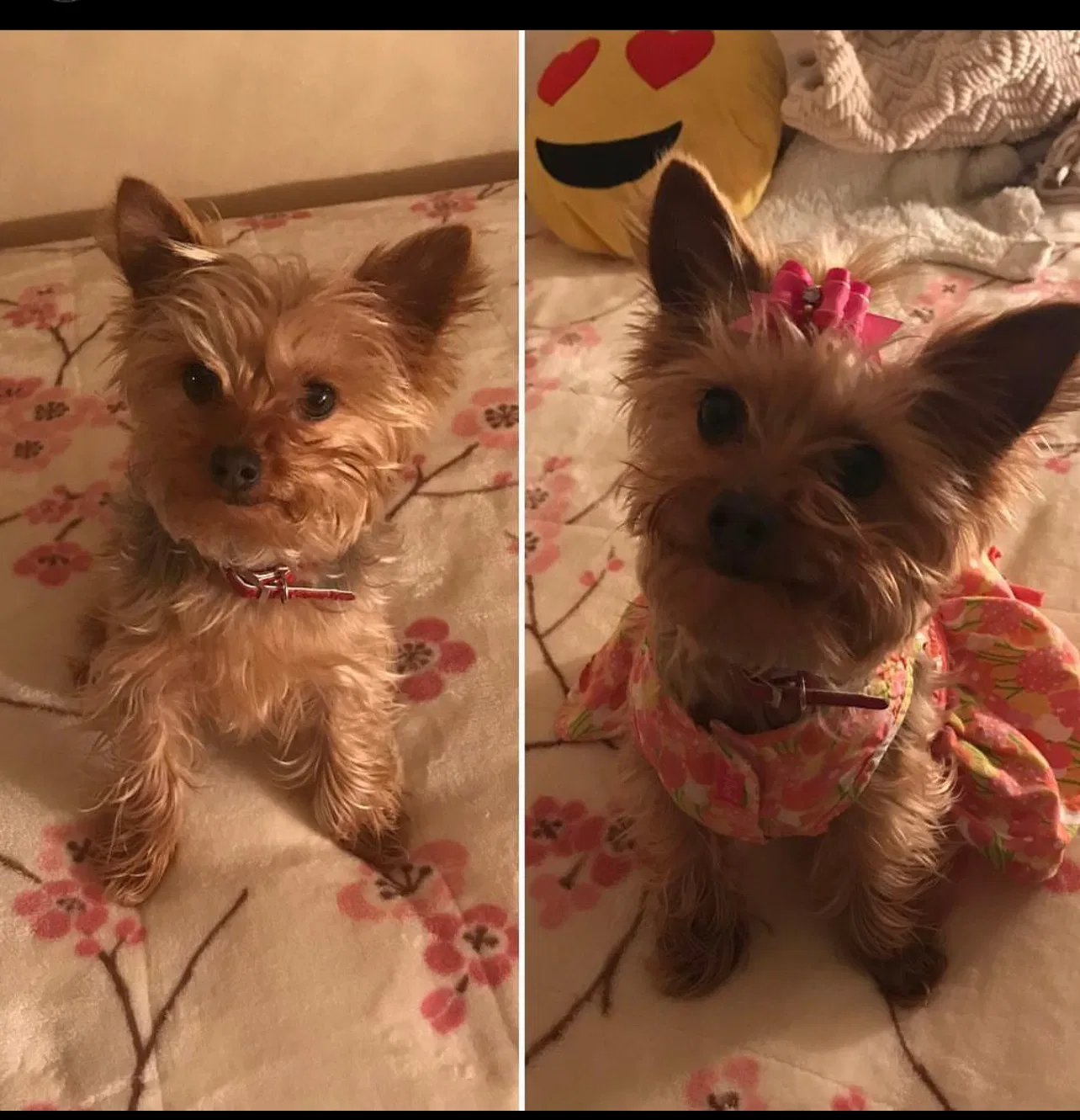Lost dog in San Jose, CA, 95111